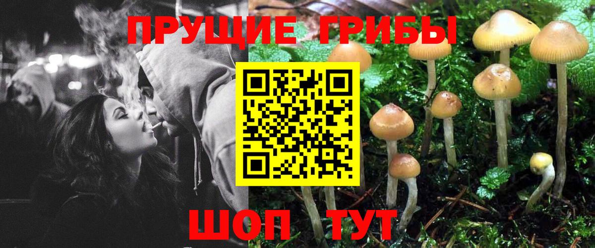 Ростов Великий  Псилоцибиновые грибы Psilocybine cubensis  Вход с VPN 